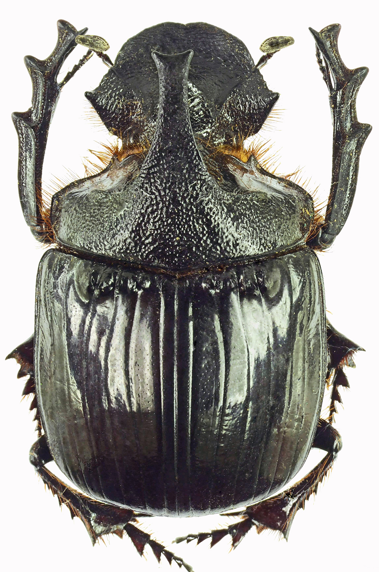 Heliocopris felschei 27919cz27.jpg