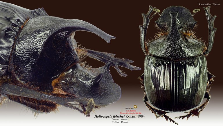 Heliocopris felschei.jpg Heliocopris felschei.jpg