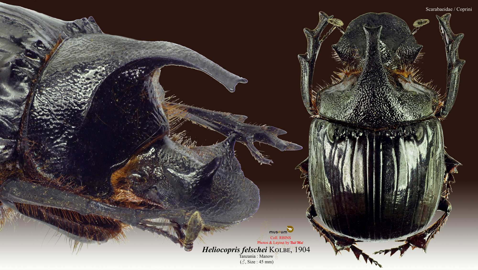 Heliocopris felschei.jpg