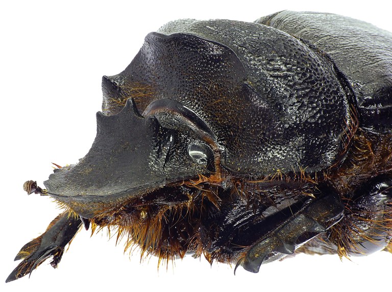 Heliocopris gigas 21946cz53.jpg