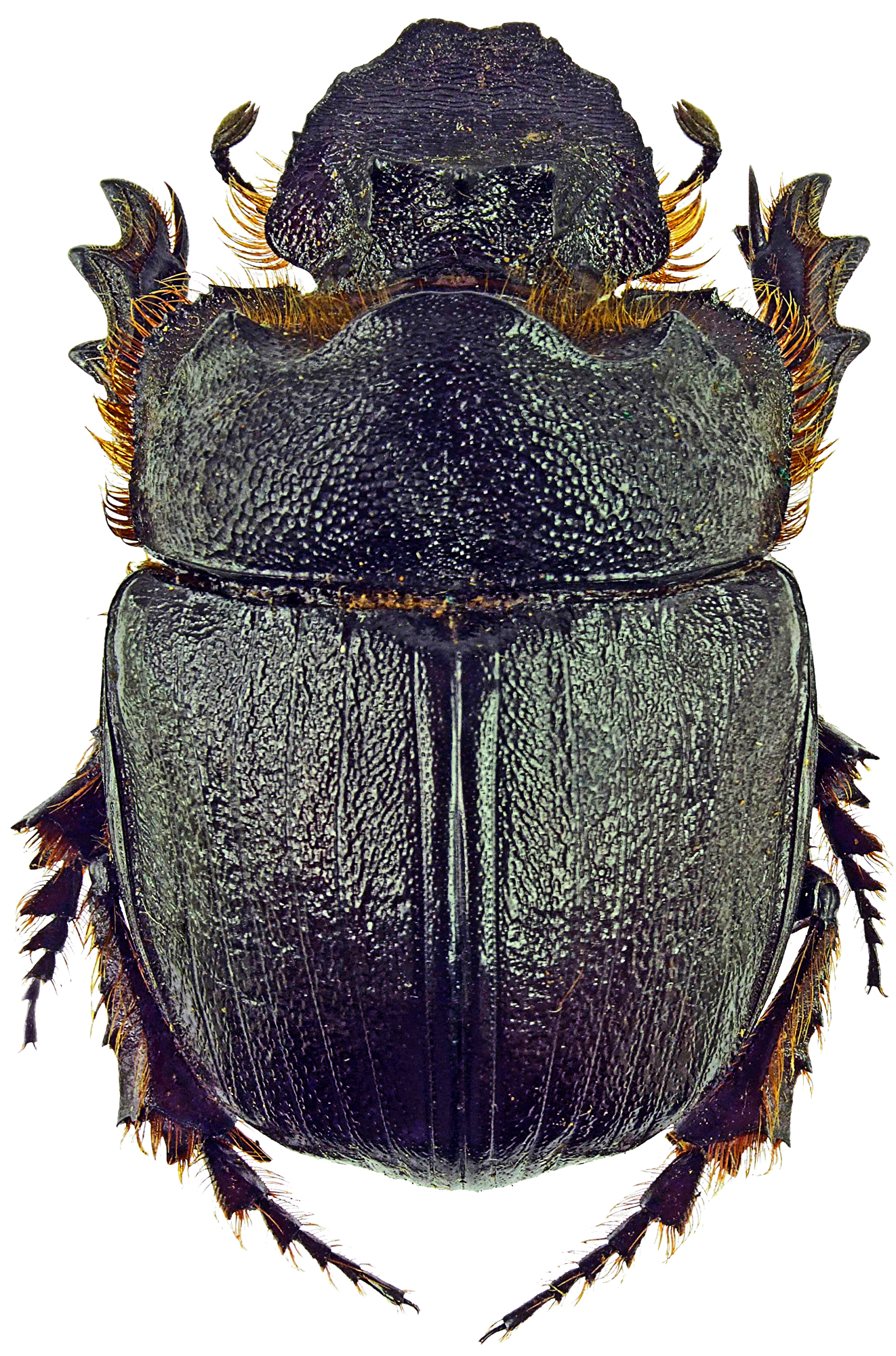 Heliocopris gigas 21954cz59.jpg