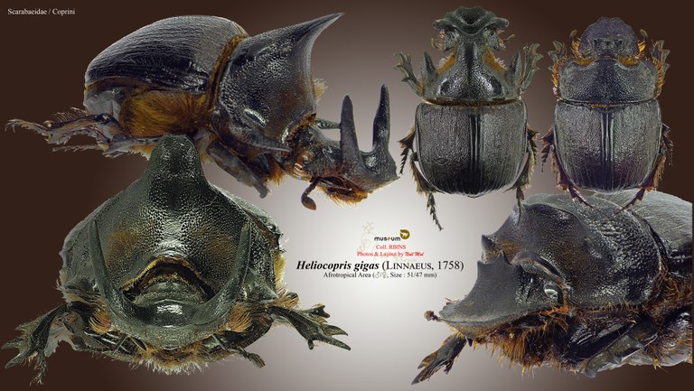 Heliocopris gigas .jpg