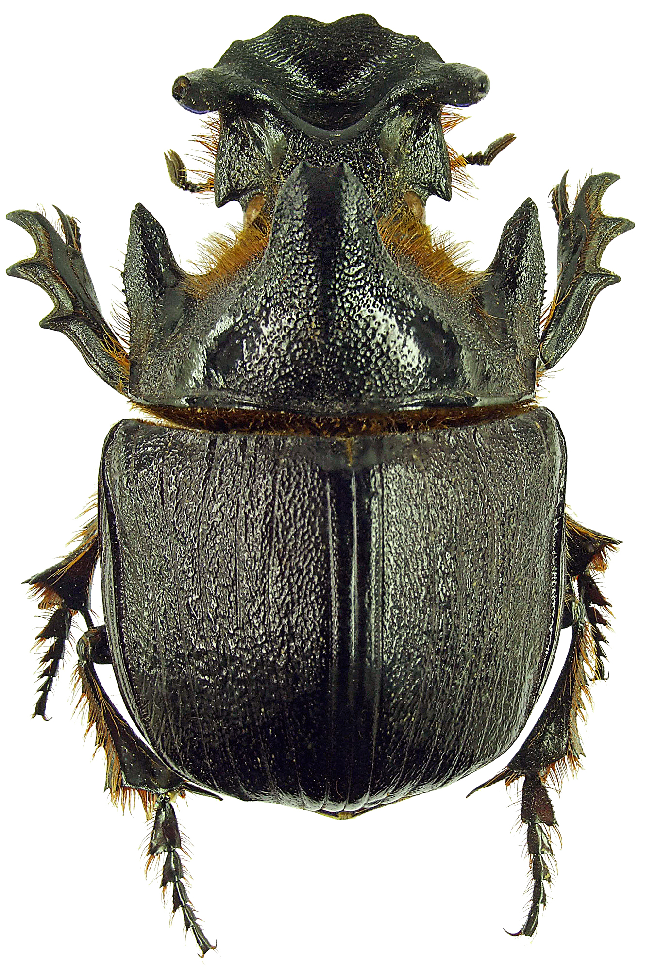 heliocopris gigas 21855cz64.jpg
