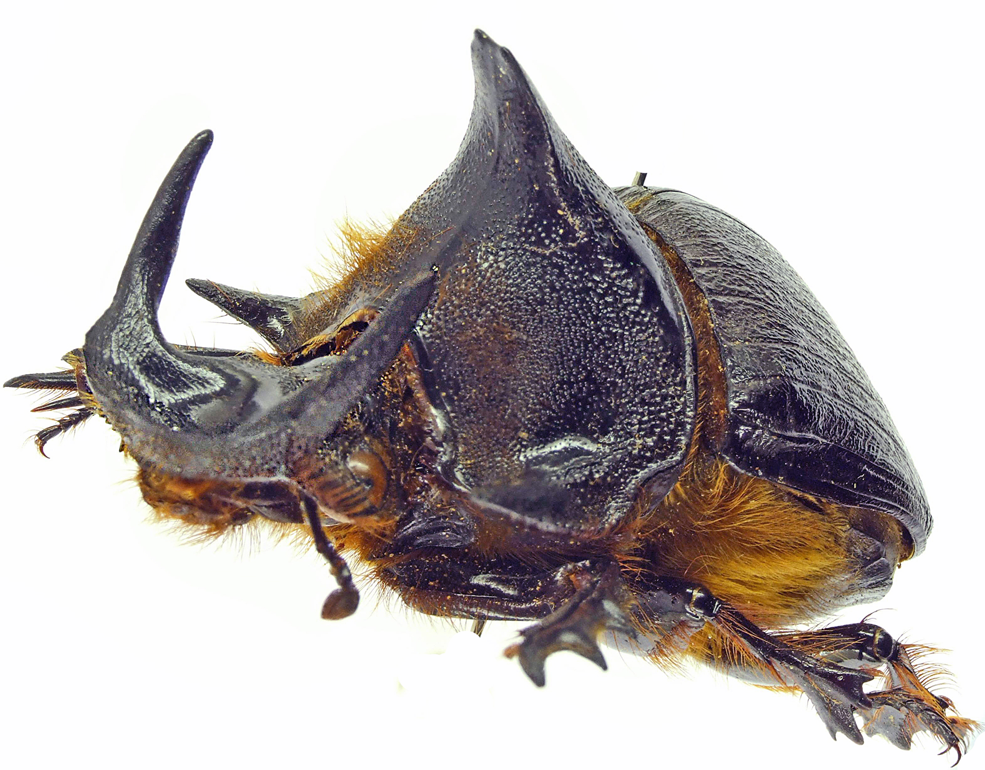 Heliocopris gigas 21865cz75.jpg