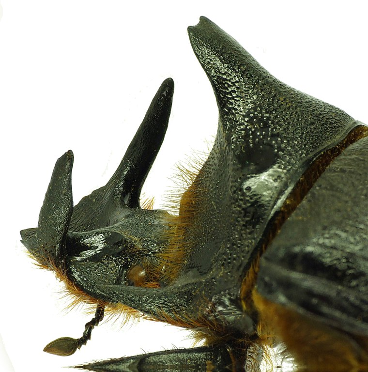 Heliocopris gigas 21898CZ02.jpg