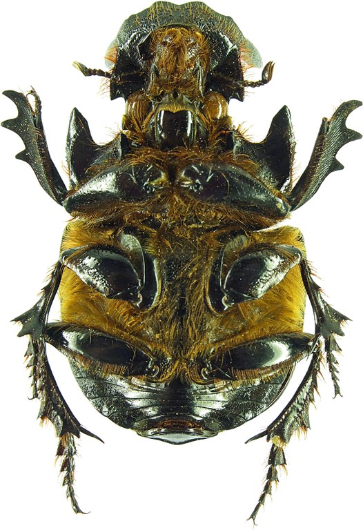 Heliocopris gigas 21937cz39.jpg