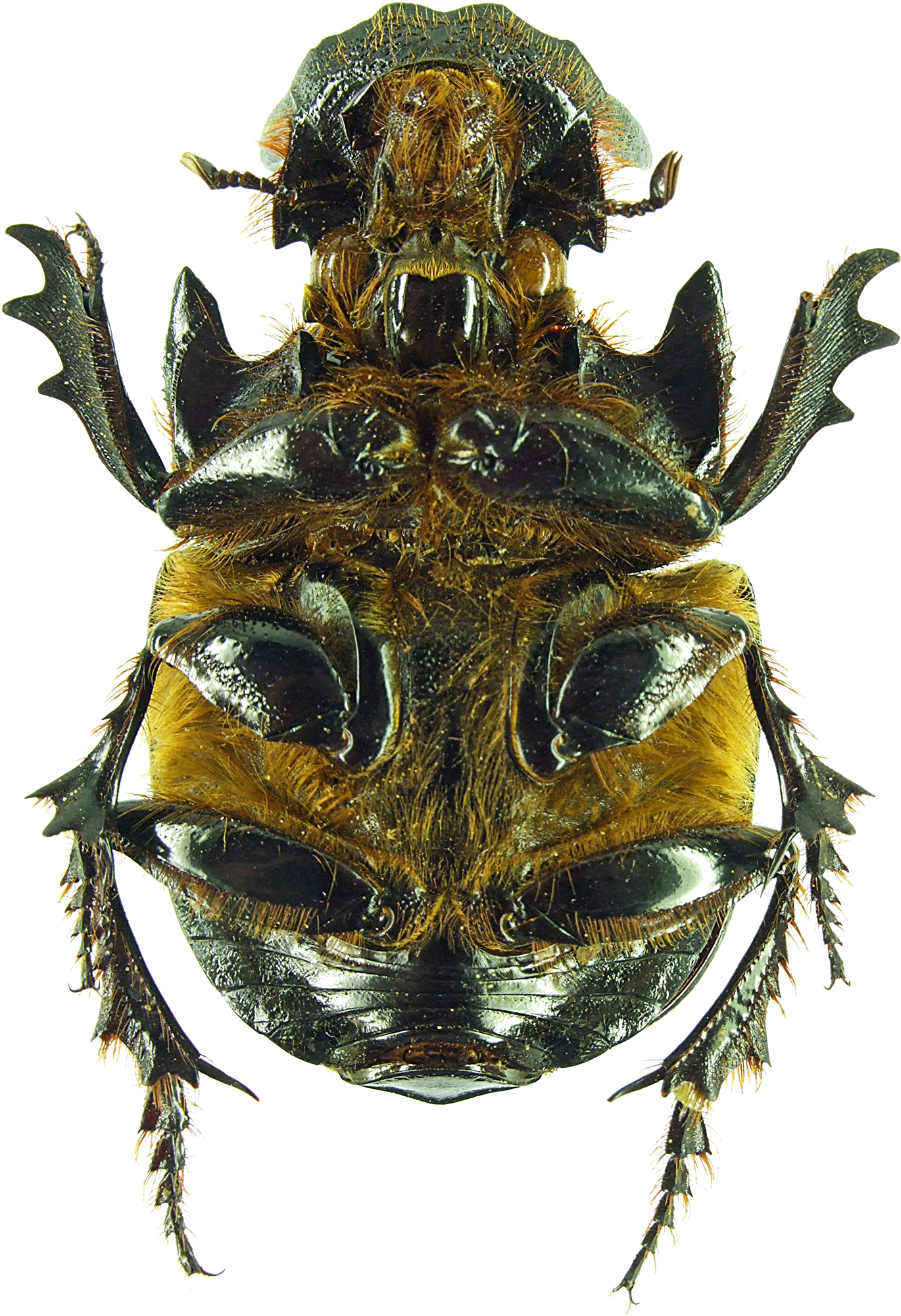 Heliocopris gigas 21937cz39.jpg