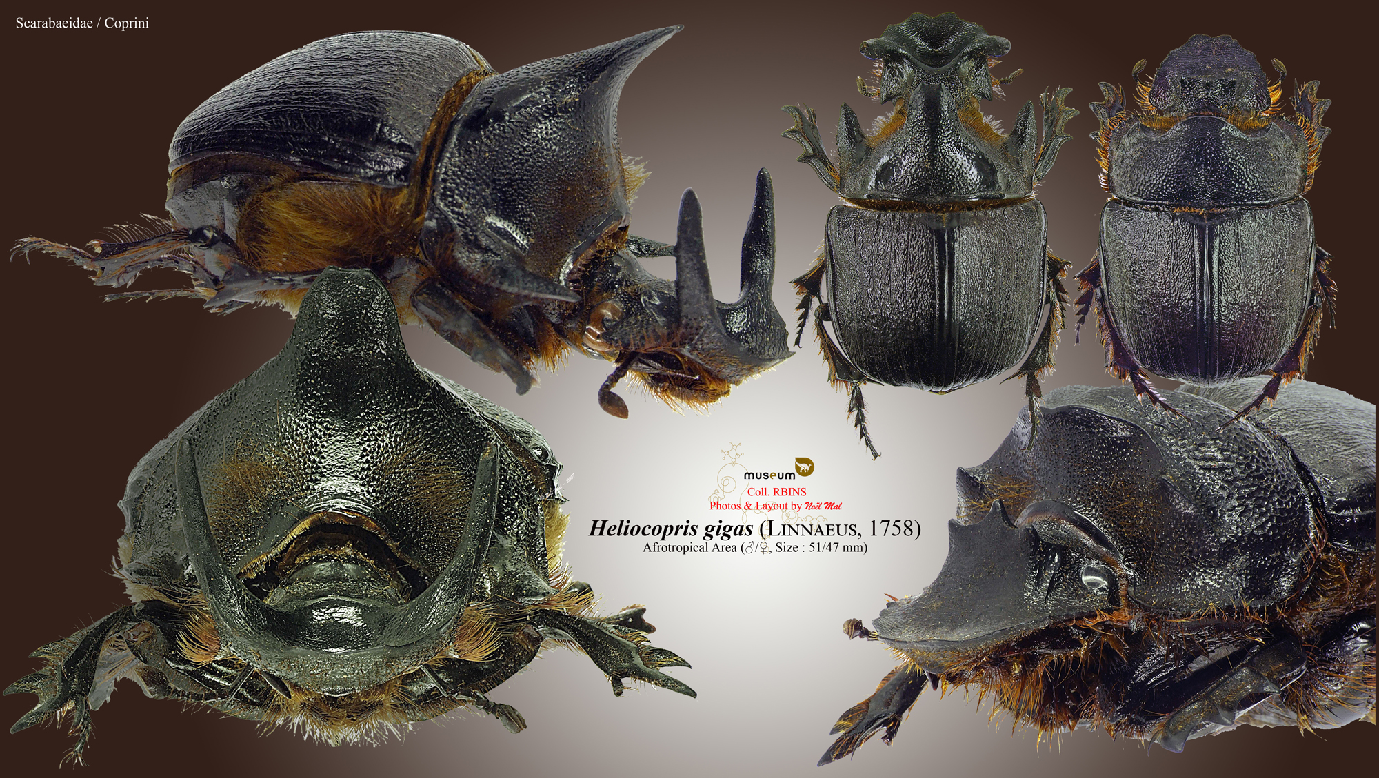 Heliocopris gigas .jpg