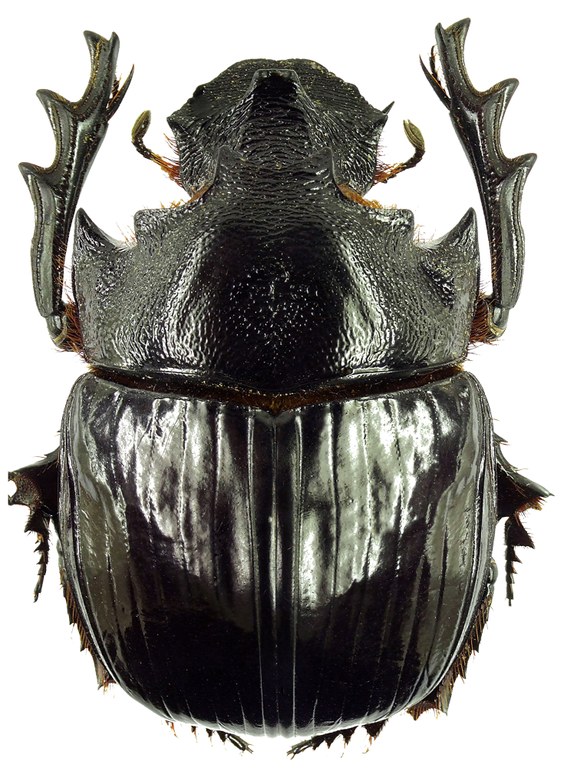 Heliocopris haroldi 31588cz94.jpg Heliocopris haroldi 31588cz94.jpg