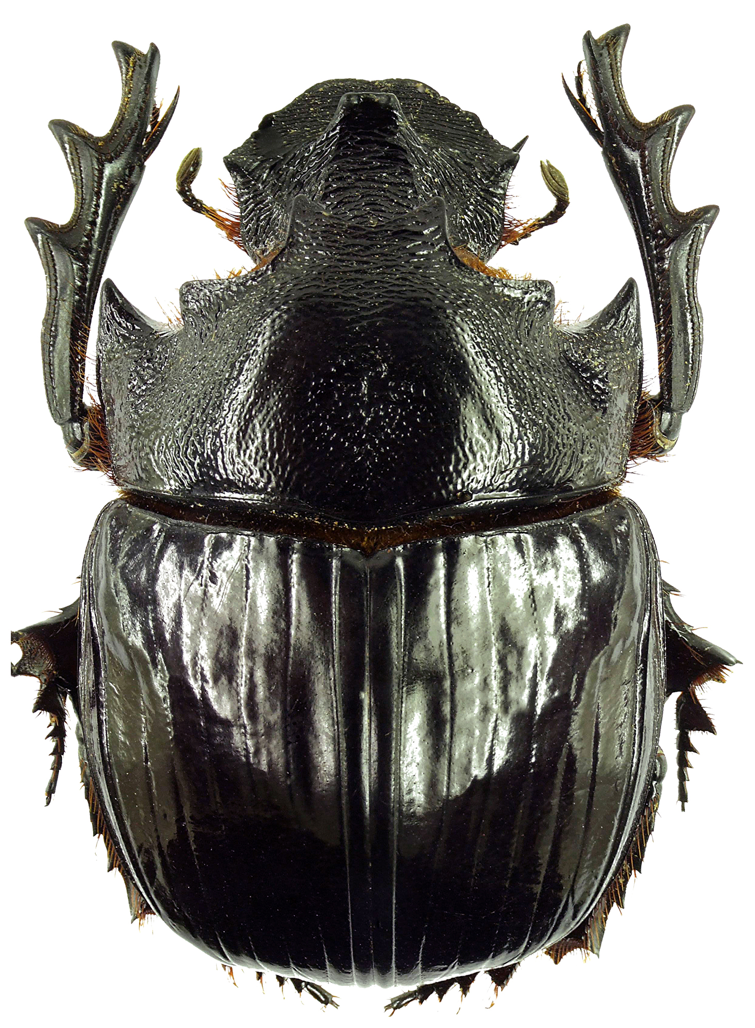 Heliocopris haroldi 31588cz94.jpg