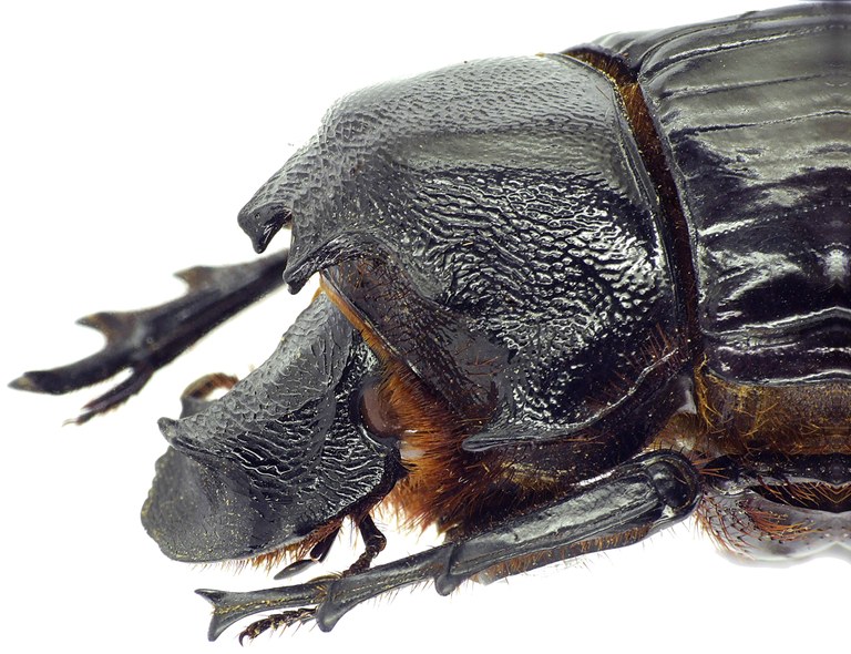 Heliocopris haroldi 31595cz00.jpg Heliocopris haroldi 31595cz00.jpg