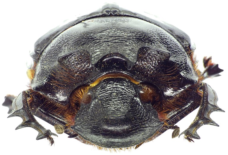 Heliocopris haroldi 31601cz11.jpg Heliocopris haroldi 31601cz11.jpg