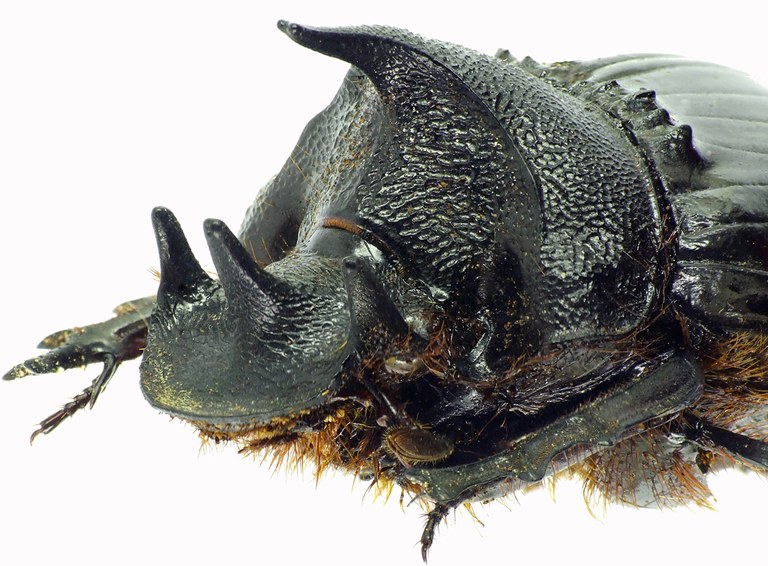 Heliocopris hunteri 27941cz49.jpg Heliocopris hunteri 27941cz49.jpg