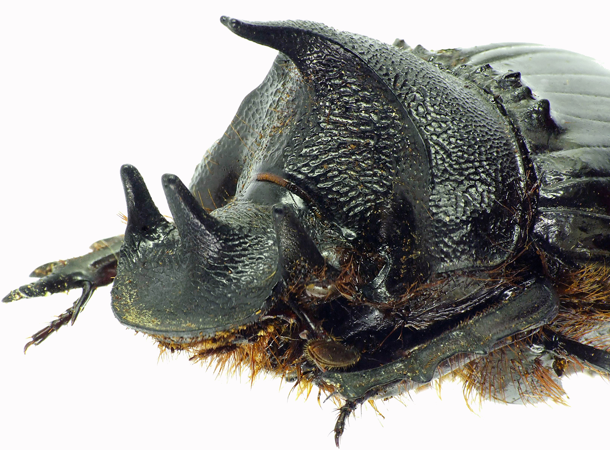 Heliocopris hunteri 27941cz49.jpg