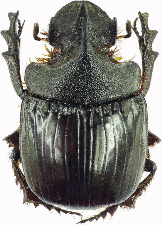 Heliocopris hunteri 27950cz59.jpg Heliocopris hunteri 27950cz59.jpg