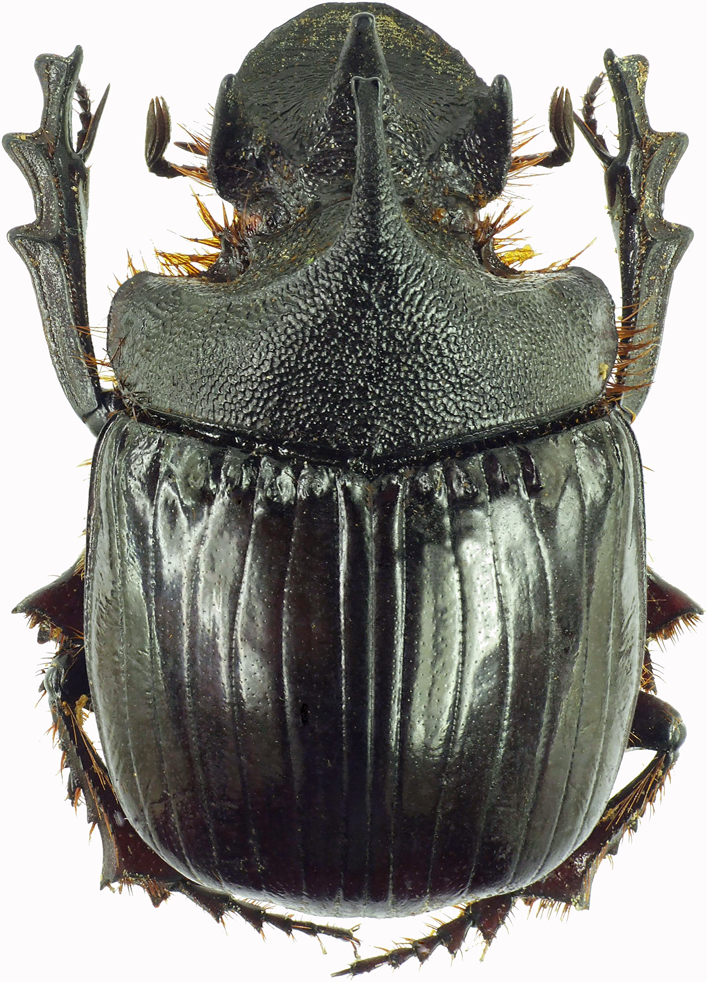 Heliocopris hunteri 27950cz59.jpg