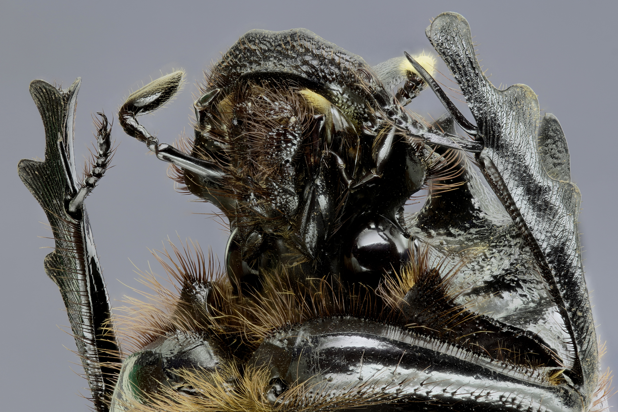 Heliocopris neptunus 36357zs32.jpg