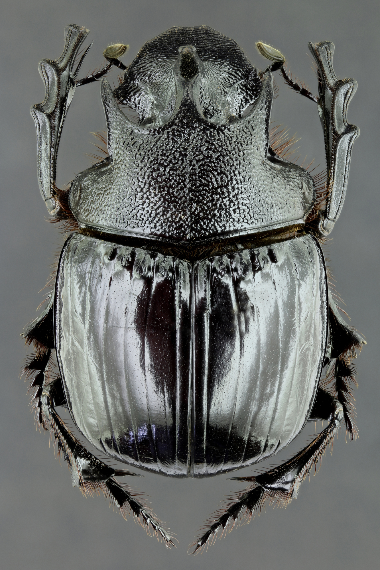 Heliocopris neptunus 36480zs92.jpg