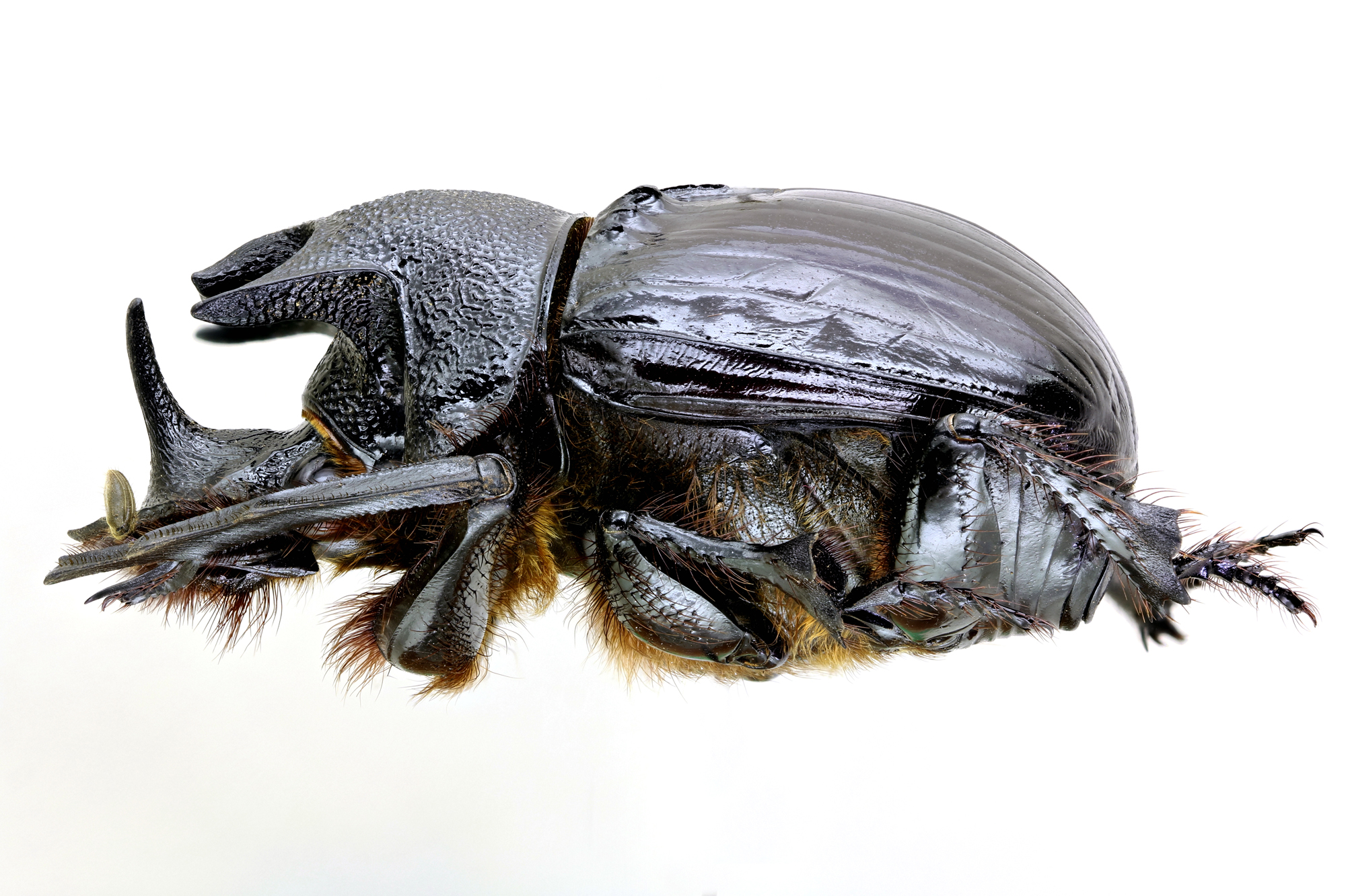 Heliocopris neptunus 36493zs14.jpg