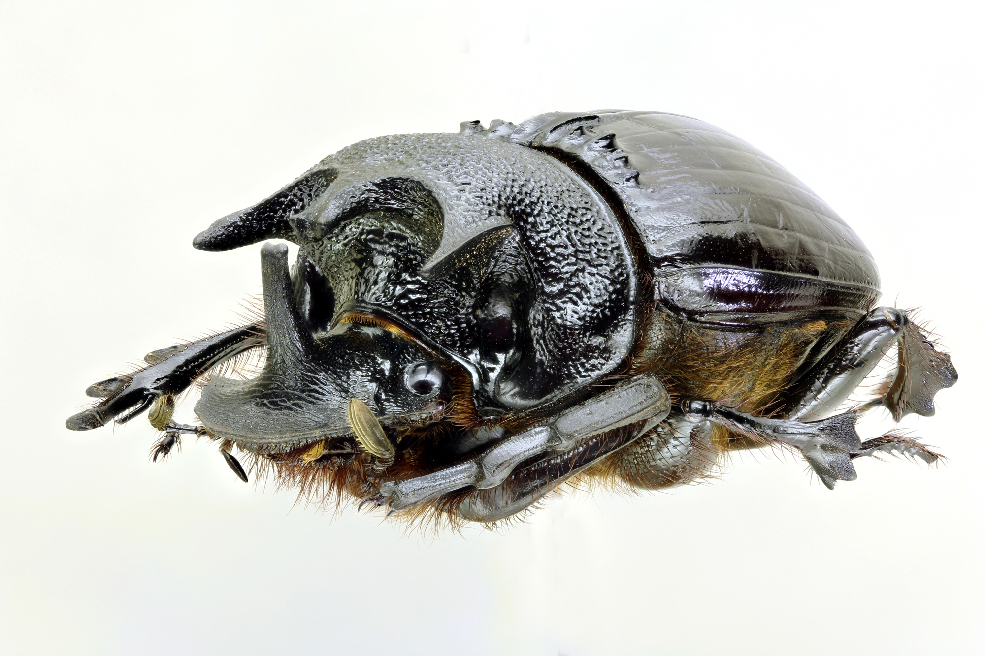 Heliocopris neptunus 36522zs46.jpg