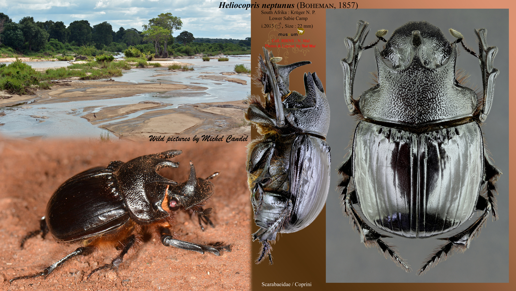 Heliocopris neptunus.jpg