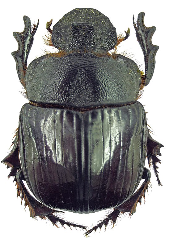 Heliocopris pirmal 23283cz85.jpg Heliocopris pirmal 23283cz85.jpg