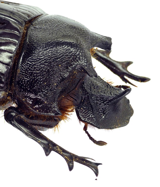 Heliocopris pirmal 23305cz10.jpg Heliocopris pirmal 23305cz10.jpg