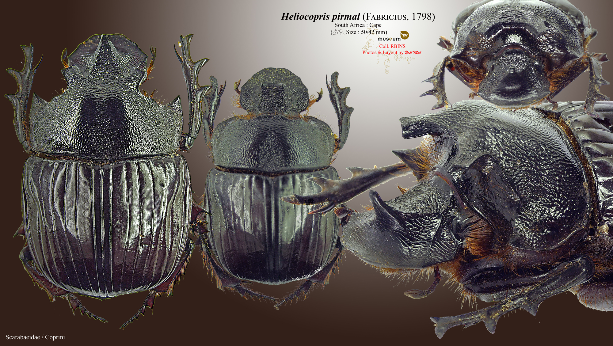 Heliocopris pirmal.jpg