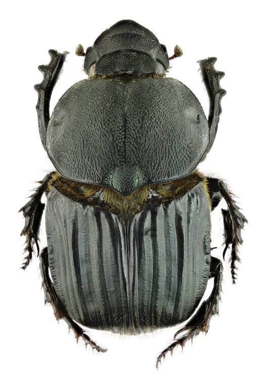 Heteronitis castelnaui 13809zs23.jpg Heteronitis castelnaui 13809zs23.jpg