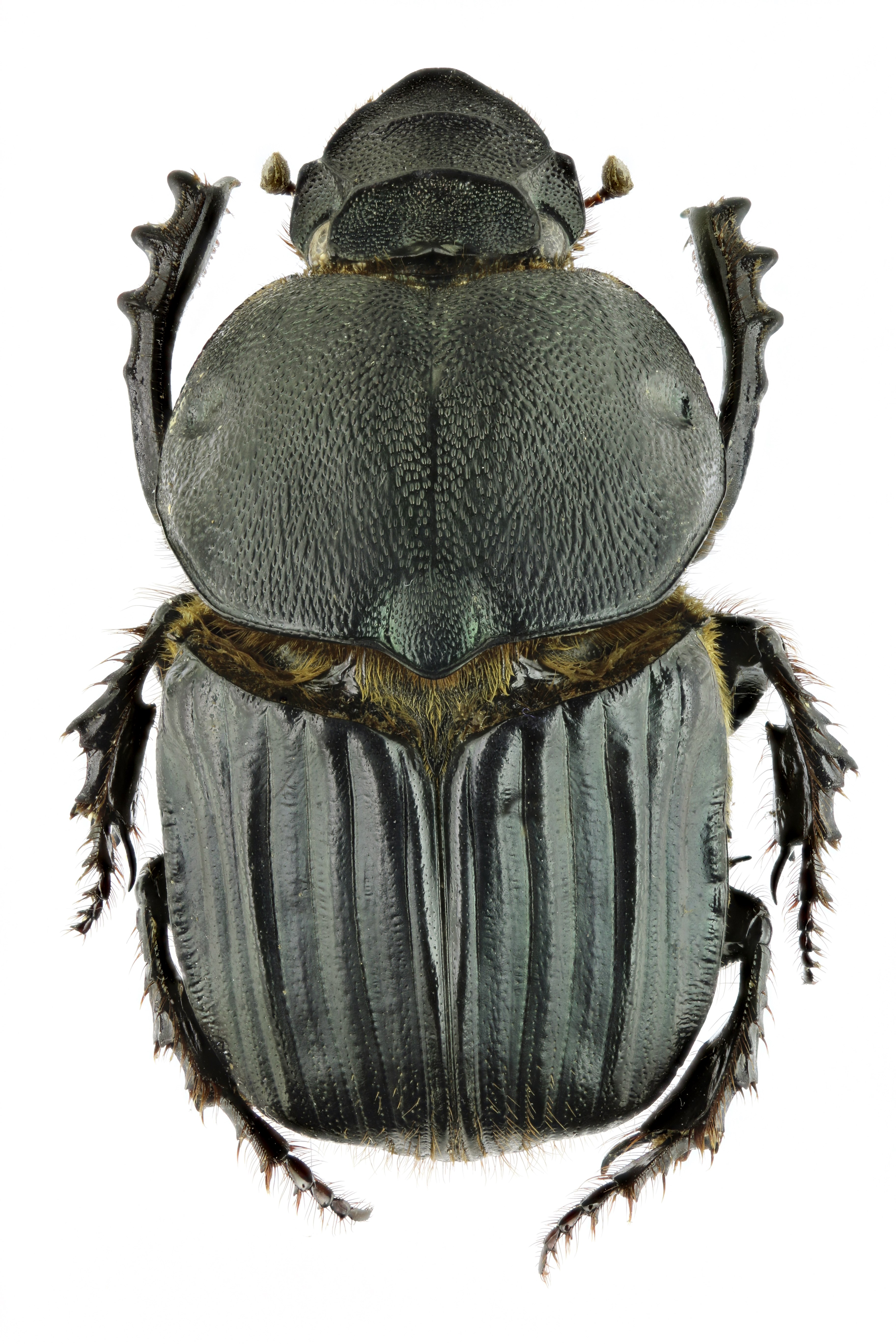 Heteronitis castelnaui 13809zs23.jpg