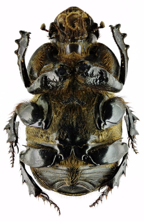 Heteronitis castelnaui 13824zs34.jpg Heteronitis castelnaui 13824zs34.jpg