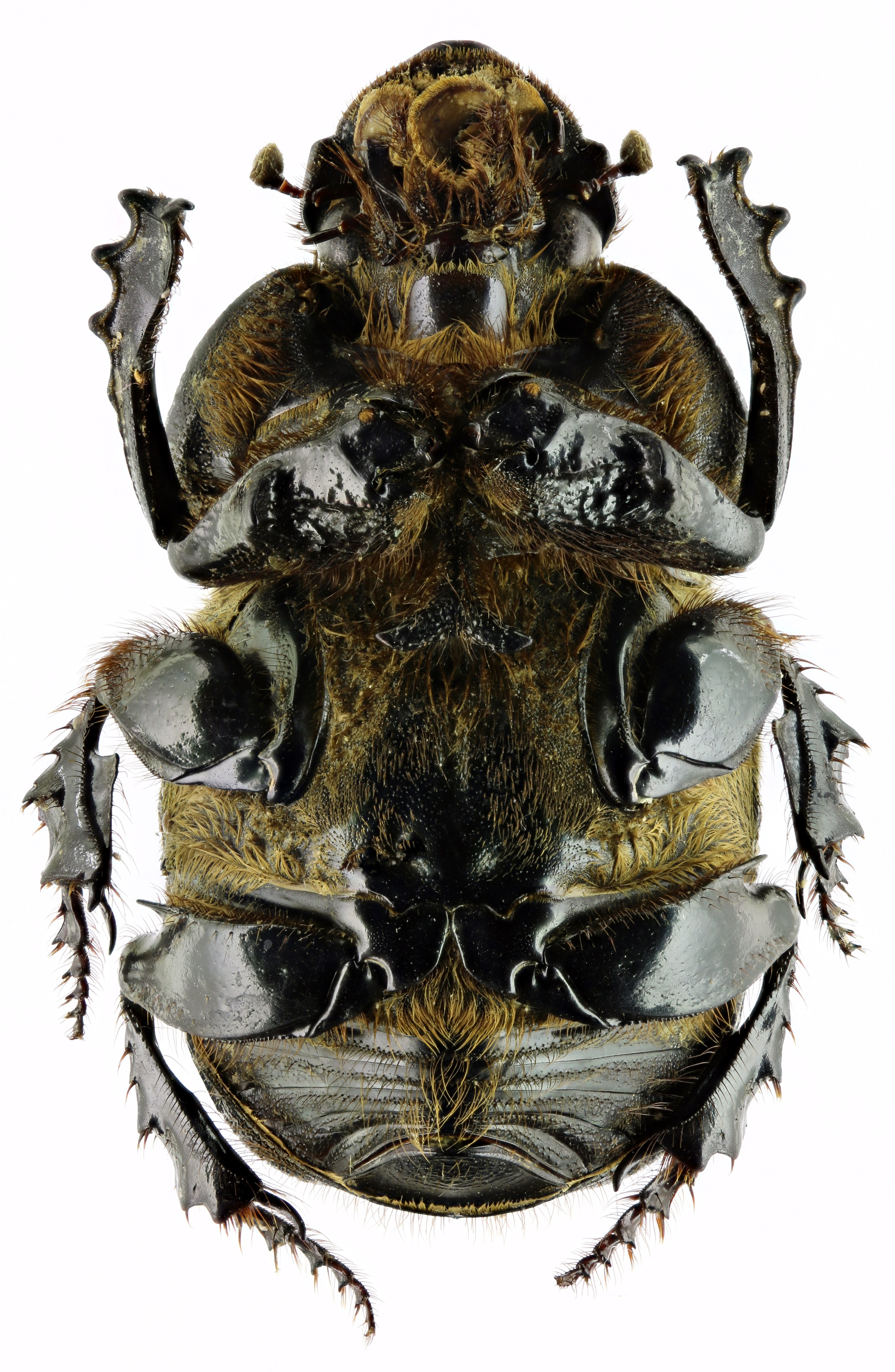 Heteronitis castelnaui 13824zs34.jpg