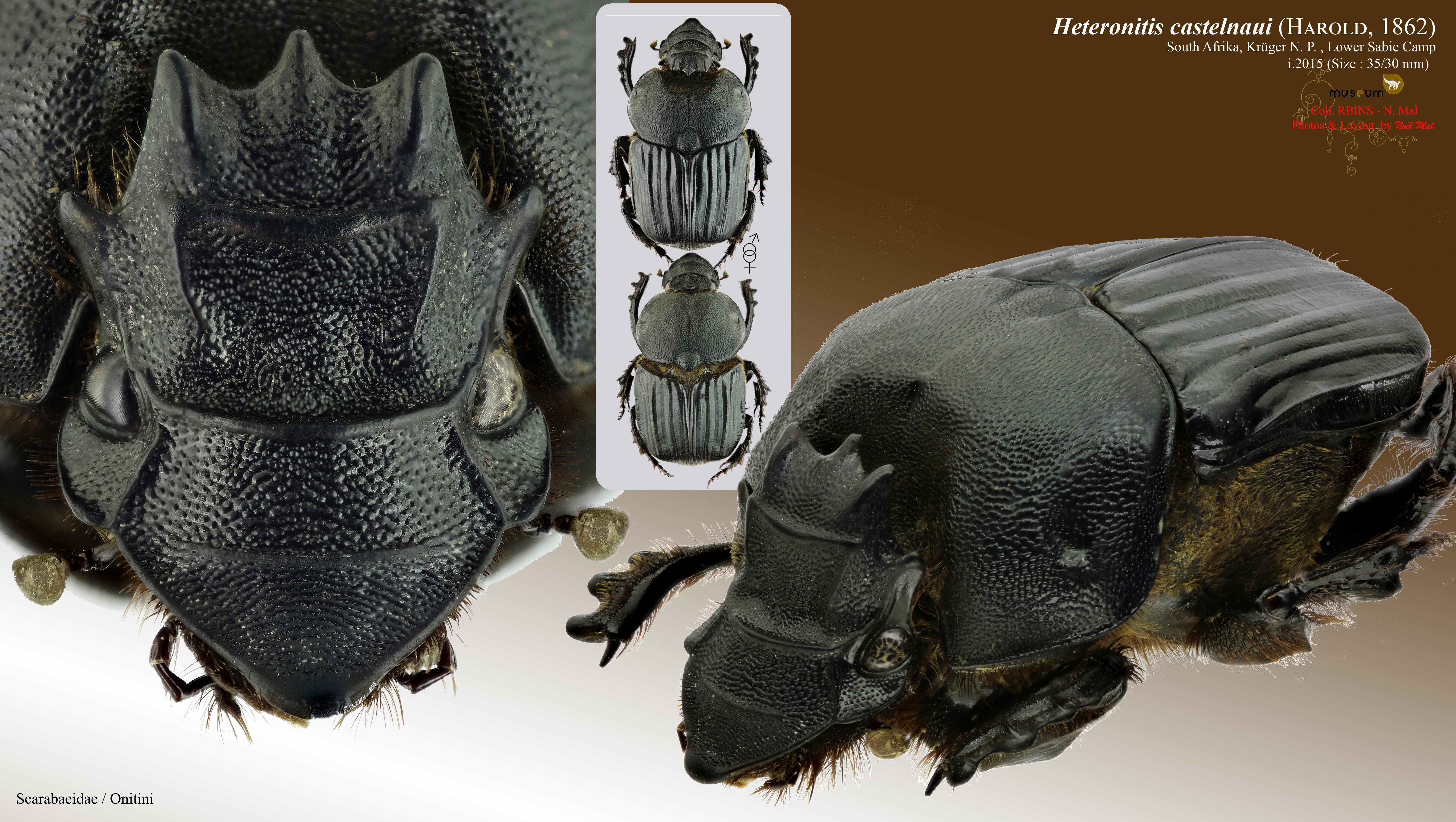 Heteronitis castelnaui.jpg