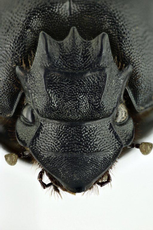 Heteronitis castelnaui 13759zs76.jpg Heteronitis castelnaui 13759zs76.jpg