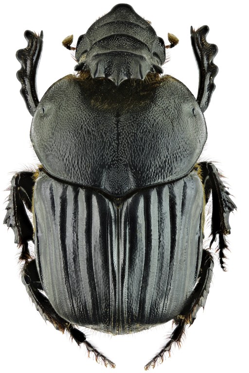 Heteronitis castelnaui 13797zs08.jpg Heteronitis castelnaui 13797zs08.jpg