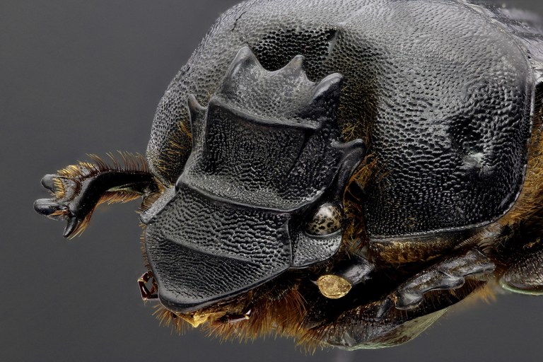 Heteronitis castelnaui 49961zs09.jpg Heteronitis castelnaui 49961zs09.jpg