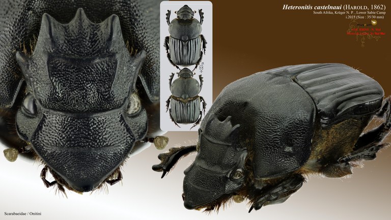 Heteronitis castelnaui.jpg Heteronitis castelnaui.jpg