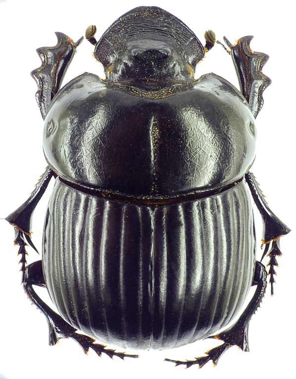 Holocephalus eridanus 23125cz29.jpg Holocephalus eridanus 23125cz29.jpg