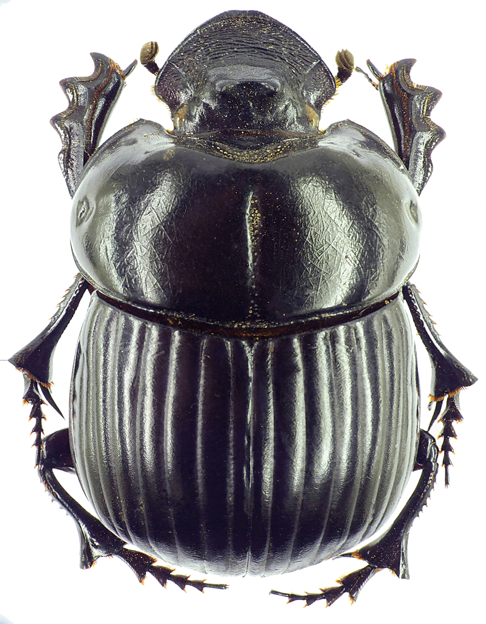 Holocephalus eridanus 23125cz29.jpg