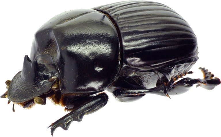 Holocephalus eridanus 23130cz33.jpg Holocephalus eridanus 23130cz33.jpg