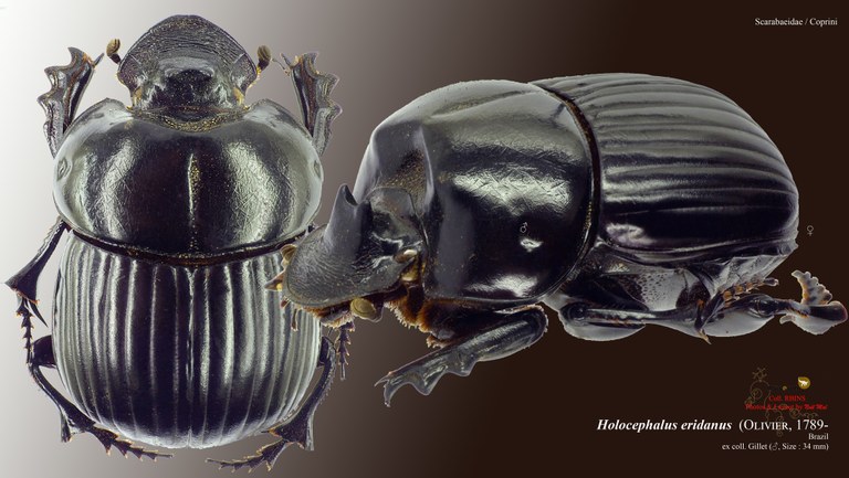 Holocephalus eridanus.jpg Holocephalus eridanus.jpg