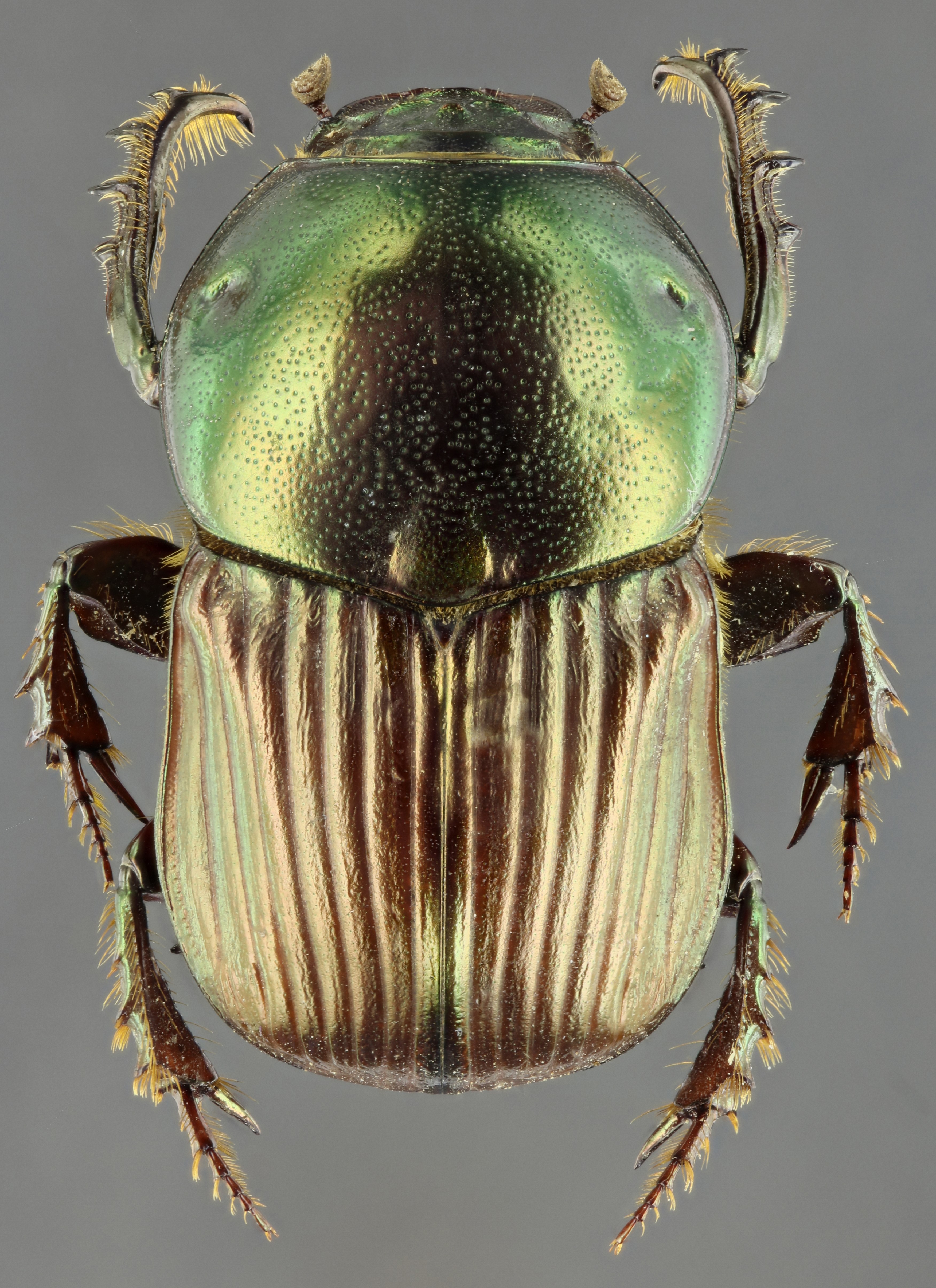 Onitis alexis 63387zs05.jpg