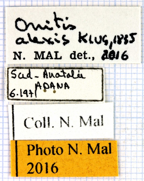 Onitis alexis lable 63419.jpg Onitis alexis lable 63419.jpg