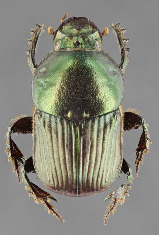 Onitis alexis 63406zs18.jpg Onitis alexis 63406zs18.jpg
