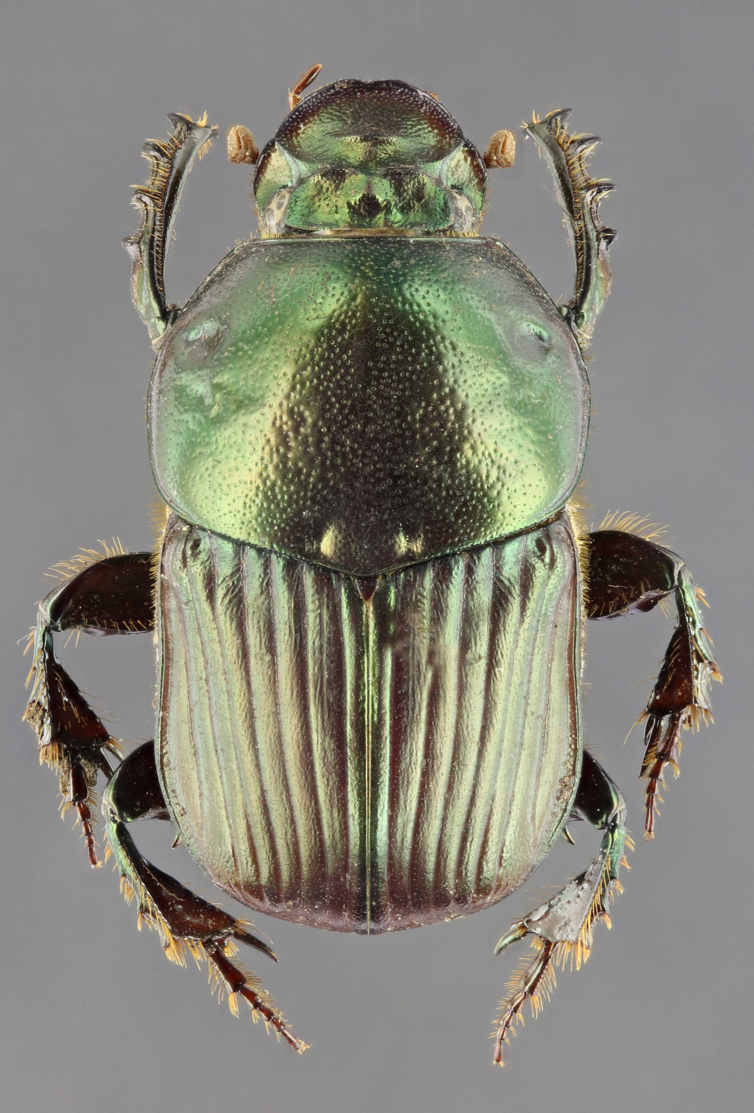 Onitis alexis 63406zs18.jpg