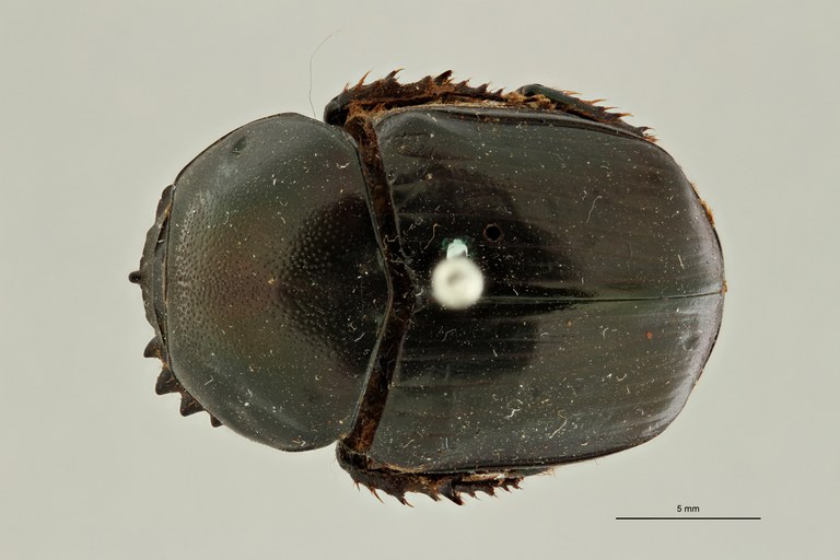 Onitis amplectens st 2 D ZS PMax Scaled.jpeg Onitis amplectens st 2 D ZS PMax Scaled.jpeg