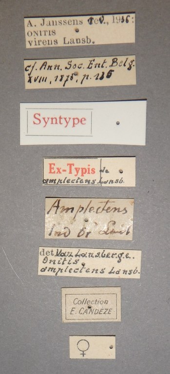 Onitis amplectens st 2 Lb.JPG Onitis amplectens st 2 Lb.JPG
