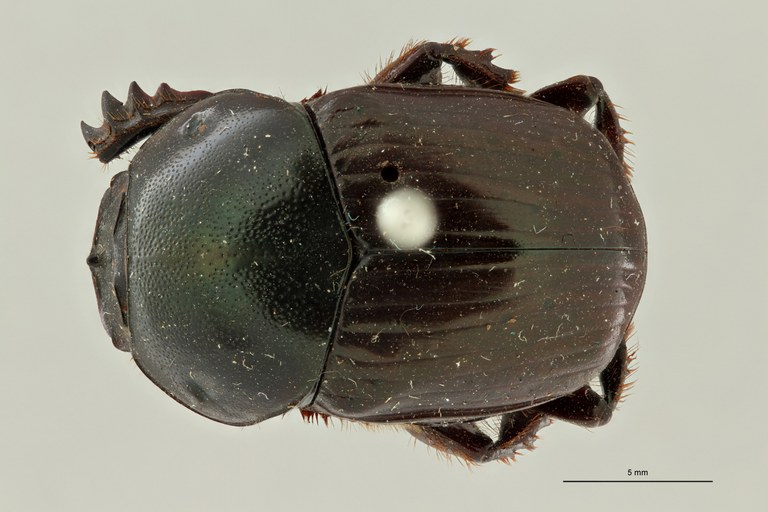 Onitis amplectens st 1 D ZS PMax Scaled.jpeg Onitis amplectens st 1 D ZS PMax Scaled.jpeg