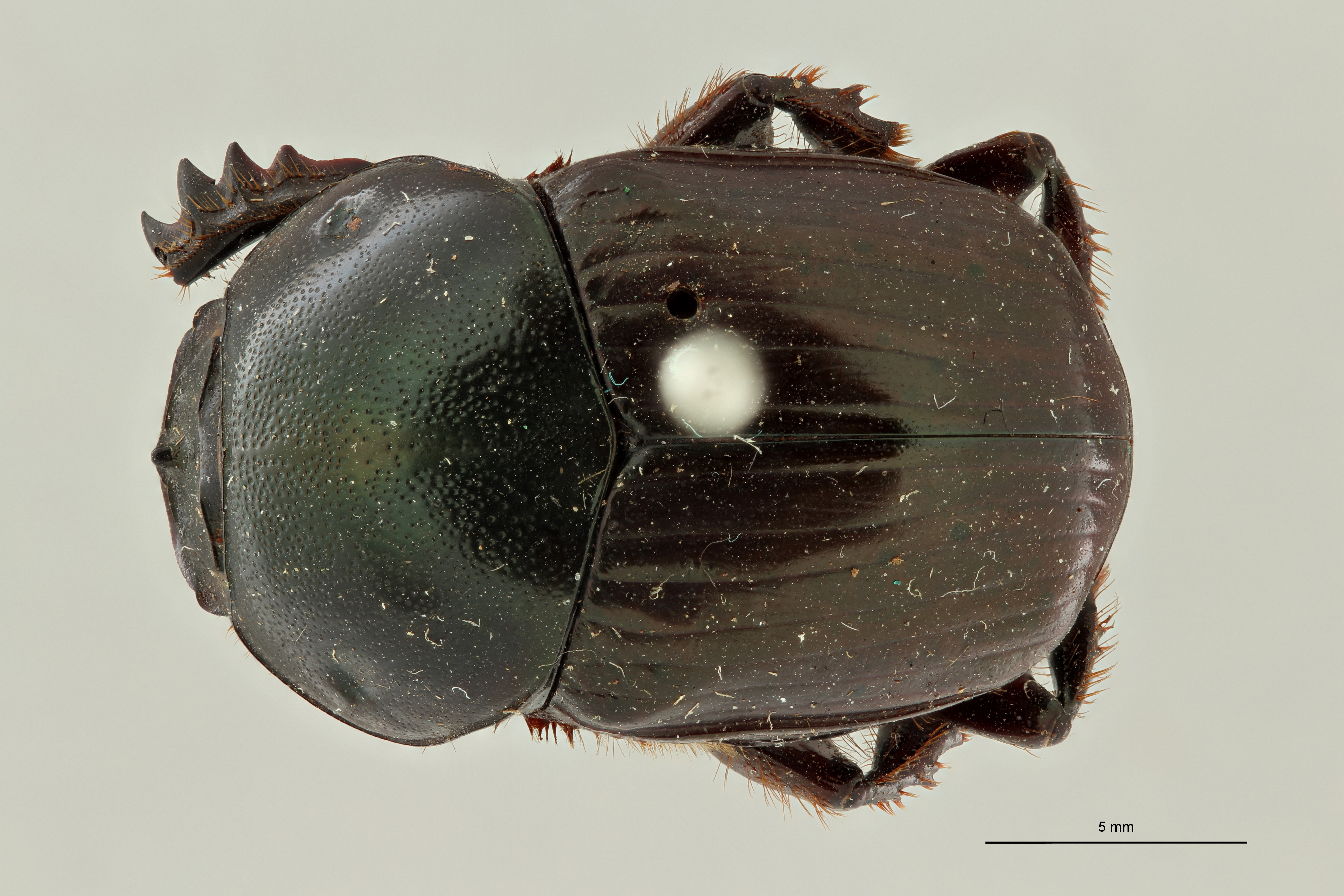 Onitis amplectens st 1 D ZS PMax Scaled.jpeg