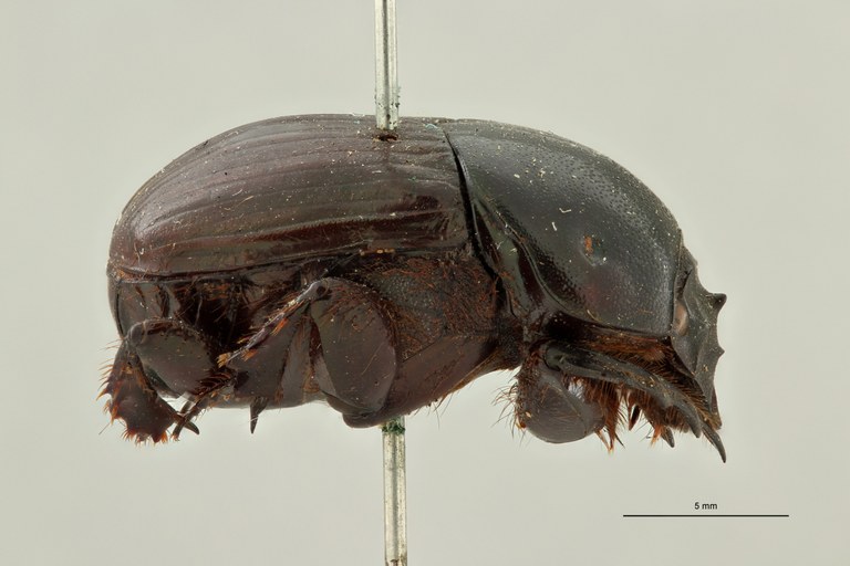 Onitis amplectens st 1 L ZS PMax Scaled.jpeg Onitis amplectens st 1 L ZS PMax Scaled.jpeg